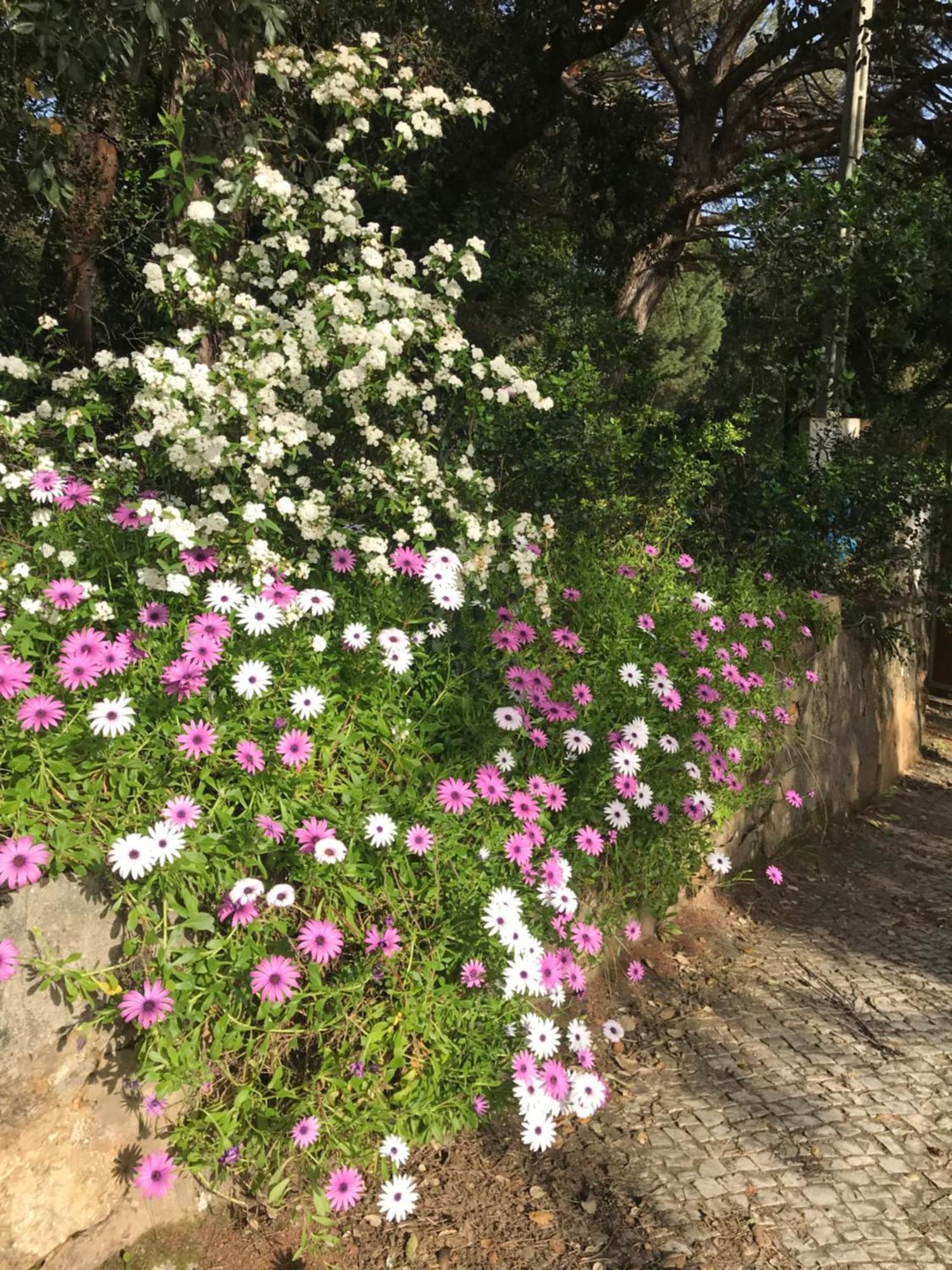 Quinta Dos Canais Setúbal Eksteriør billede